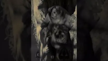 مستند حیات وحش - میمون های شب در یک نگاه