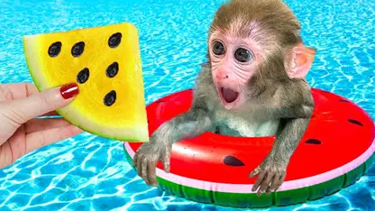 میمون خوردن هندوانه زرد برای سرگرمی