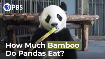 پانداها روزانه چقدر بامبو مصرف می کنند؟