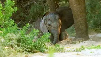 مستند حیات وحش - مبارزه بچه فیل برای بقا