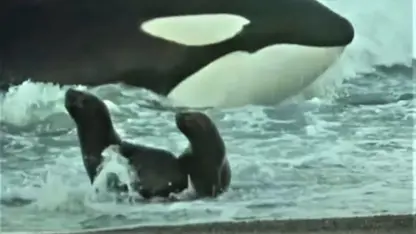 مستند حیات وحش - نهنگ یک قاتل مرگبار در یک ویدیو