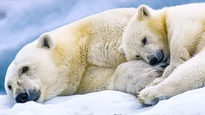 تریلر فیلم polar bear 2022 در ژانر مستند