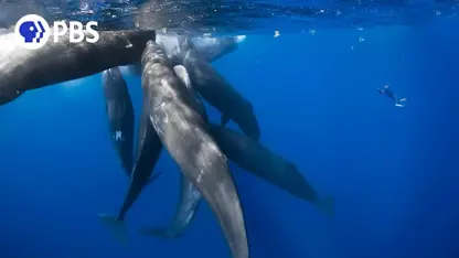 مستند حیات وحش - احاطه شدن توسط نهنگ در یک نگاه