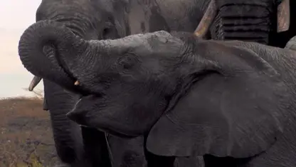 مستند حیات وحش - تصاویری از آب خوردن فیل ها
