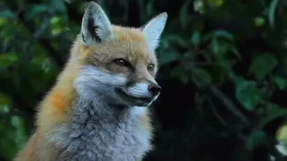 مستند حیات وحش - نجات روباه کودک در یک ویدیو