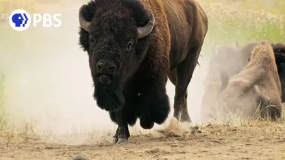 مستند حیات وحش - جنگیدن گاو ها در یک ویدیو
