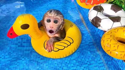 برنامه کودک بچه میمون - شناور اردکی برای سرگرمی