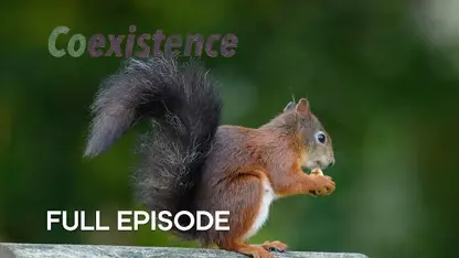 مستند حیات وحش  - سنجاب قرمز در حال انقراض در یک نگاه