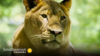 مستند حیات وحش - یک شیر و یک ببر در یک ویدیو