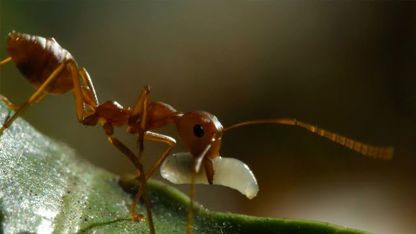 مستند حیات وحش - مورچه های بافنده در یک نگاه