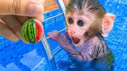 برنامه کودک بچه میمون - میوه های رنگین کمان برای سرگرمی