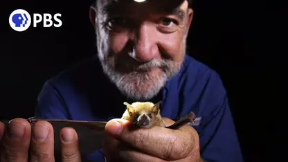 مستند حیات وحش - حفاظت از خفاش در یک ویدیو