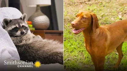مستند حیات وحش - راکون و سگ در یک ویدیو