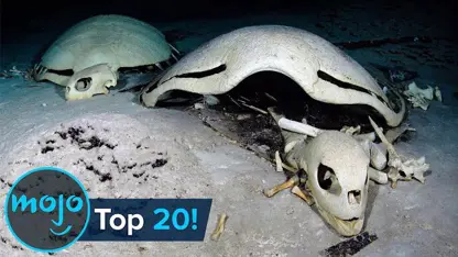 20 چیز مهیب موجود در اقیانوس در یک نگاه