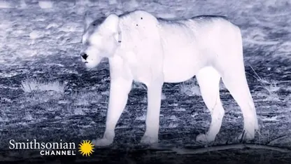 تصاویر جالب و دیدنی از شکار کردن شیرها در شب