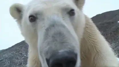 کلیپ حیات وحش - لحظات دیدنی از زندگی خرس قطبی