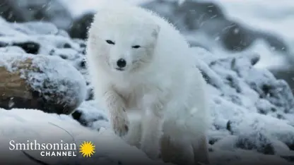مستند حیات وحش - زوج روباه قطبی در یک ویدیو