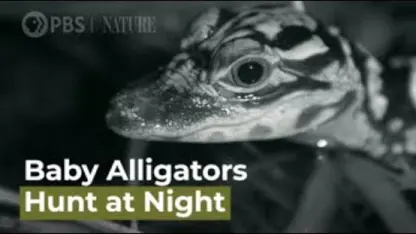 تصاویری از شکار بچه تمساح ها در شب