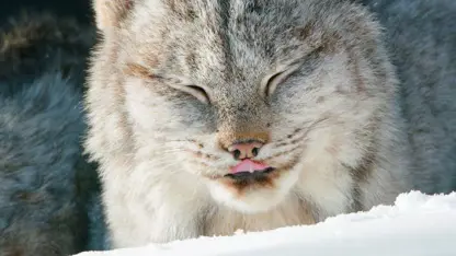 صحنه هایی زیبا و دیدنی از بازی گربه ها در برف