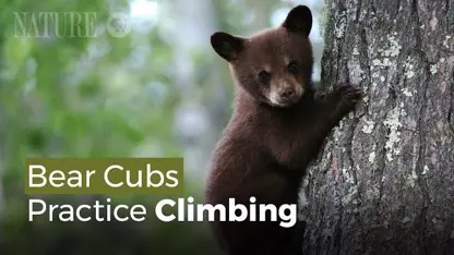 توله خرس ها بالا رفتن از درخت را تمرین می کنند