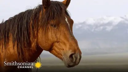 مستند حیات وحش - جنگیدن اسب نر در یک ویدیو