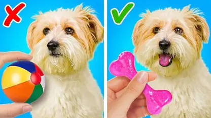 اسباب بازی مد روز برای حیوانات خانگی شما در یک نگاه