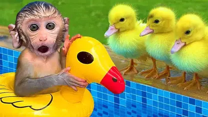 میمون توله سگ و جوجه اردک