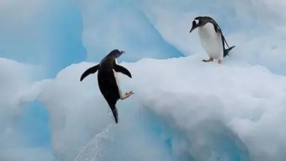 لحظاتی از بهترین پنگوئن های خنده دار 😊🐧