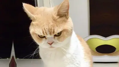 صحنه های جالب از گربه های عصبانی خنده دار