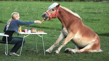 موقعیت های خنده دار از اسب ها در یک نگاه