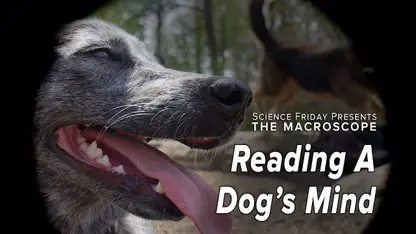 تربیت سگ ها و اموزش ان ها با استفاده از خواندن ذهنشان