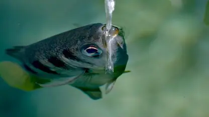 مستند حیات وحش - ماهی با هدف تیراندازی در یک نگاه