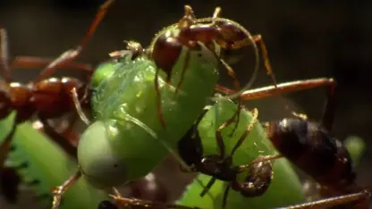 مستند حیات وحش - مورچه های گروهی در یک ویدیو