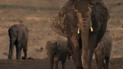 مبارزه بچه فیل های خسته برای زنده ماندن