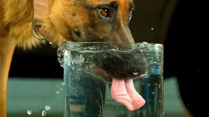 slow motion آب خوردن سگ