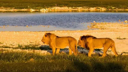 کلیپ گردشگری - پارک ملی اتوشا در نامیبیا با کیفیت 4k