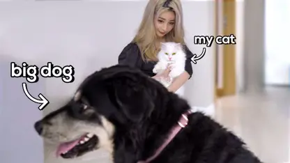 وینجی دیدار گربه با سگ در یک ویدیو