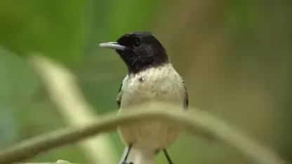 پرنده کمیاب در یک ویدیو