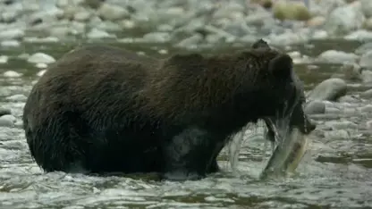 مستند حیات وحش - طعمه خرس گریزلی در یک نگاه