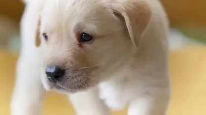 ویدیو دیدنی از بهترین و باهوشترین سگهای خانگی
