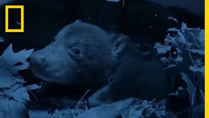 صحنه های زیبا و دیدنی از توله خرس های سیاه