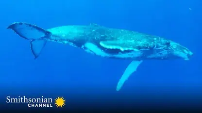 مستند حیات وحش - نهنگهای نر در یک ویدیو