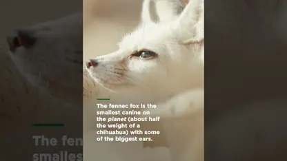 مستند حیات وحش - سگ های شگفت انگیز در یک ویدیو