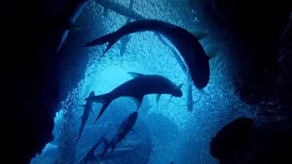 مستند حیات وحش - لحظه های شگفت انگیز اقیانوس
