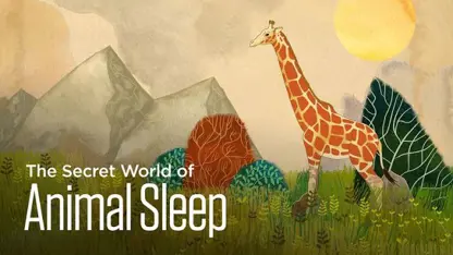 دنیای اسرار آمیز و جالب خوابیدن حیوانات