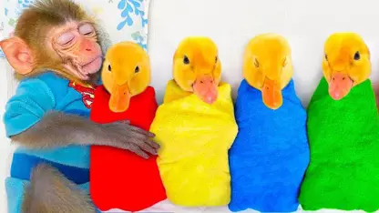 برنامه کودک بچه میمون - پنج جوجه اردک برای سرگرمی