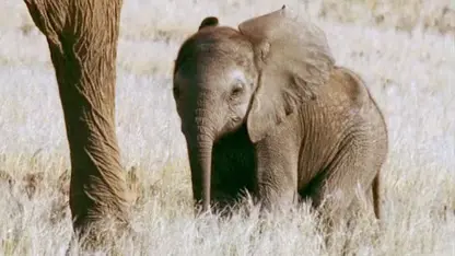 مستند حیات وحش - مبارزه بچه فیل در یک ویدیو