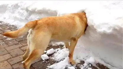 خنده دار ترین سگ ها در برف که باید ببینید