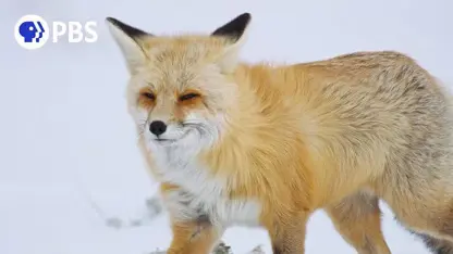 مستند حیات وحش - روباه در زیر برف در یک ویدیو
