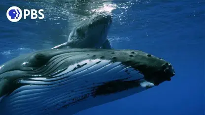 مستند حیات وحش - نهنگ گوژ پشت برای سرگرمی